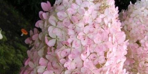 Hydrangea paniculata mega biser: opis, sadnja i njega, recenzije